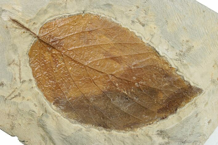 Fossil Leaf (Beringiaphyllum) - Montana #270234